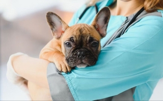 Expertos advierten: 3 señales que indican dolor articular en tu perro