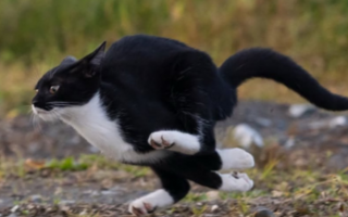 El fotógrafo japonés que convierte a los gatos en protagonistas de Tokio