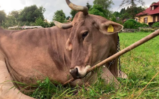 Una vaca usó herramientas como un chimpancé y asombró a científicos