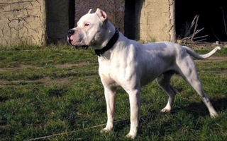 Un hombre fue atacado por un dogo y resultó herido en Rivadavia