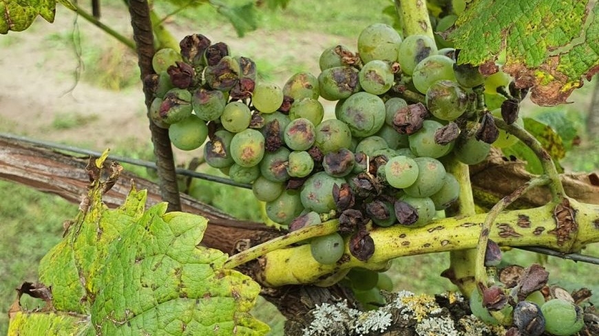 Cómo adquirir los créditos para prevenir plagas y enfermedades en cultivos