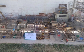 Venta ilegal de aves en San Juan: las especies más incautadas durante 2025