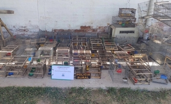 Venta ilegal de aves en San Juan: las especies más incautadas durante 2025