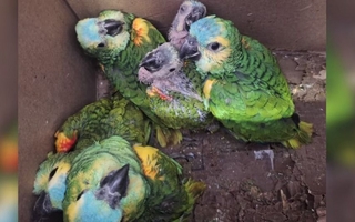 Jujuy: rescataron 13 loros habladores en operativo contra tráfico ilegal