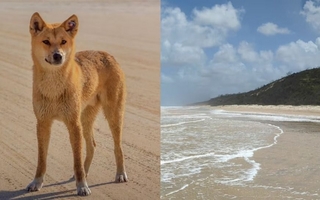 Hallan muerta a una joven en playa australiana rodeada de dingos