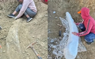 Gigantesco colmillo de la Era del Hielo, hallado en Miramar