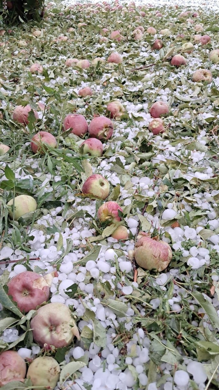 En pocos minutos, el granizo arrasó con todo un año de labor.