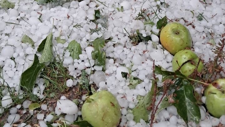 Duro golpe a la producción agrícola de Iglesia tras el paso del granizo