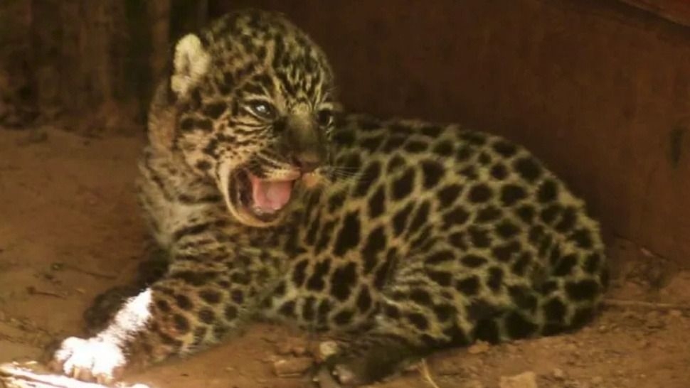 Histórico en Iguazú: la yaguareté Janaína tiene dos nuevas crías