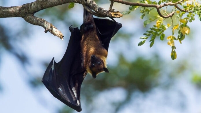 India: detectan casos de virus Nipah en hospital de Bengala Occidental