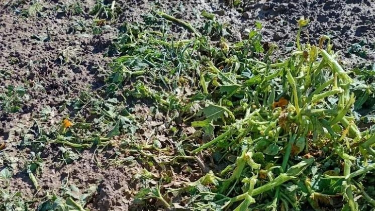 Crecientes, granizo y lluvias: qué daños sufrieron los cultivos sanjuaninos