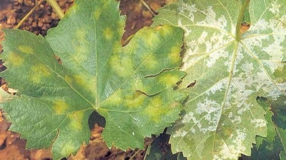 Sanidad Vegetal en alerta por el avance de la peronóspora tras el temporal