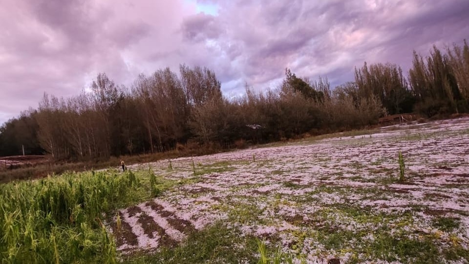 El temporal dejó cultivos devastados y fincas inaccesibles en Zonda e Iglesia
