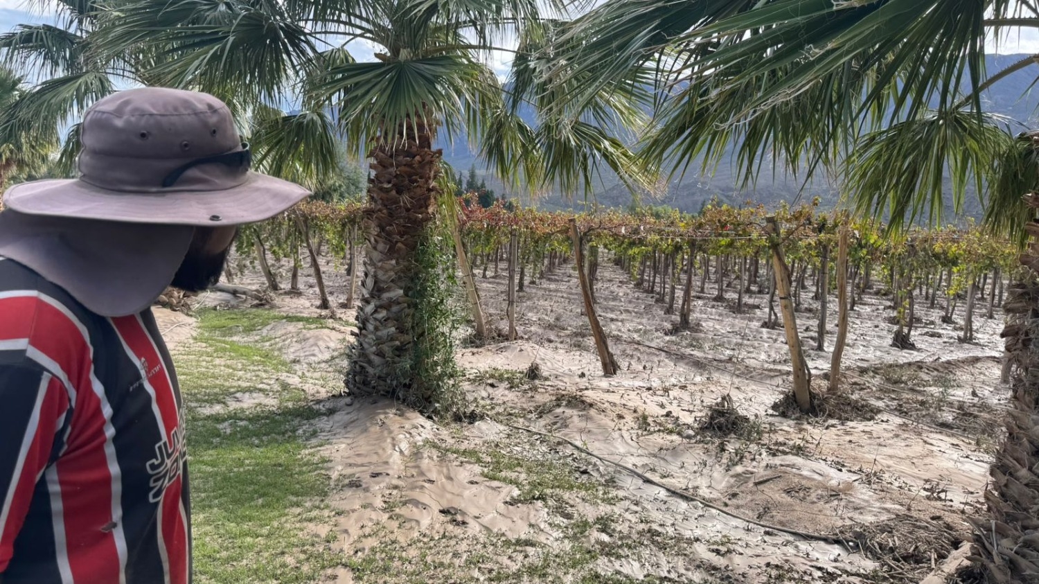 Daños históricos en Zonda: uva, olivo y frutales golpeados por el temporal