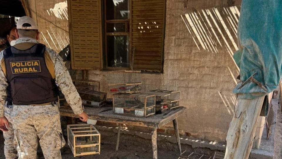 Operativo de la Policía Rural interrumpió una venta ilegal de aves autóctonas