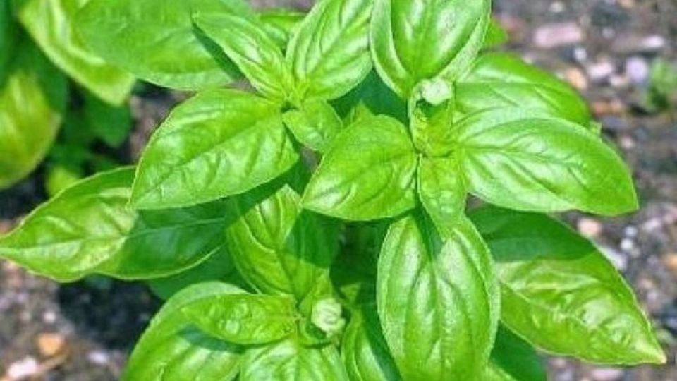 Chau albahaca marchita: el secreto para guardarla fresca por un año