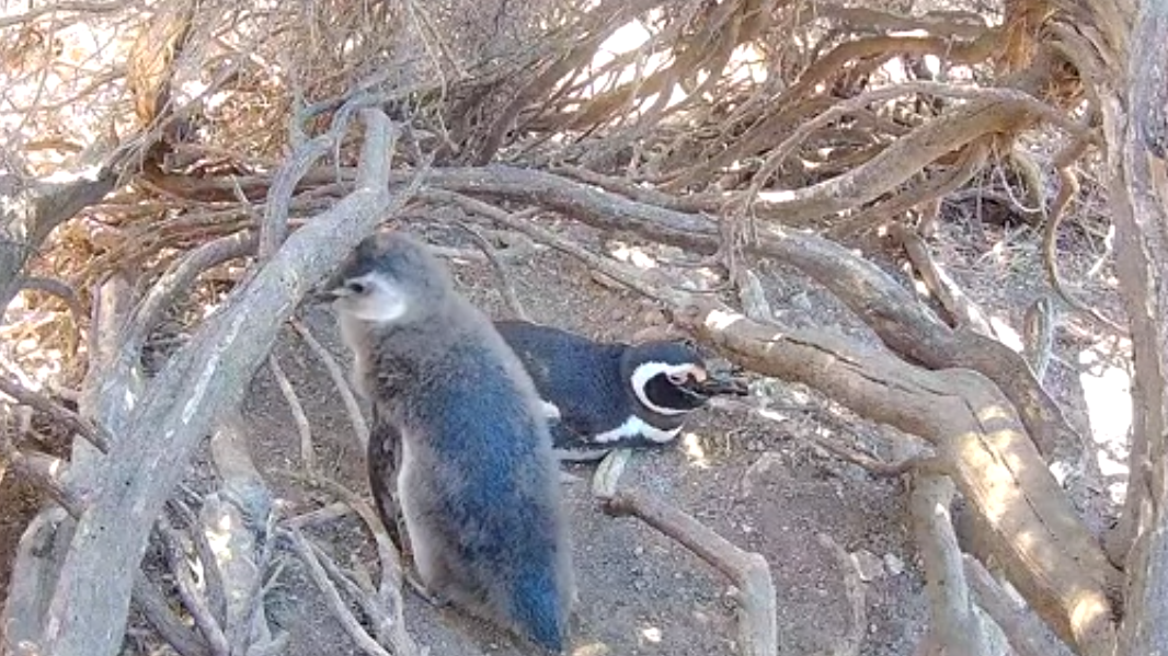 Pingüinos de Magallanes en vivo: el nuevo streaming que es tendencia