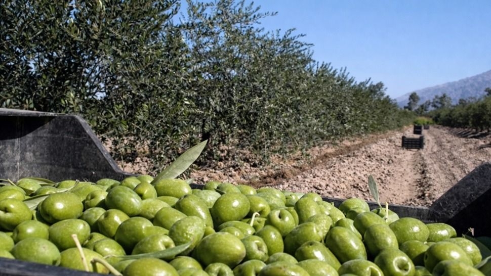 Aceite de oliva: San Juan espera una gran año, pero alarma el acuerdo con la UE