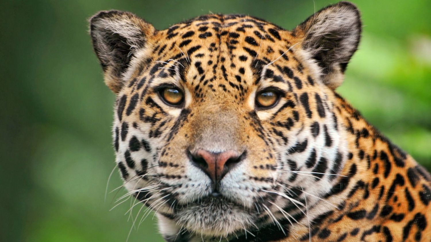 Investigadores descubrieron dos crías de yaguareté en la reserva natural