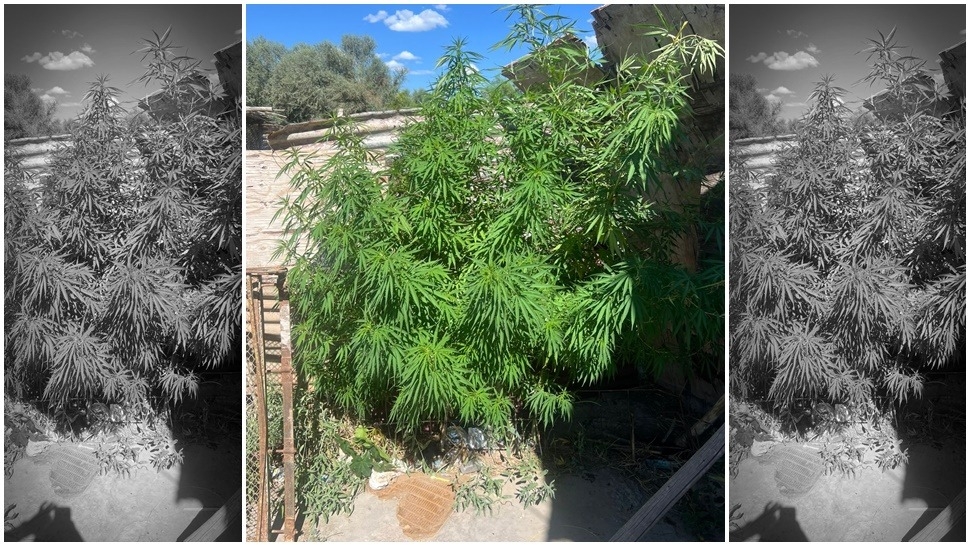 Intervención policial por violencia y drogas en el Guayama