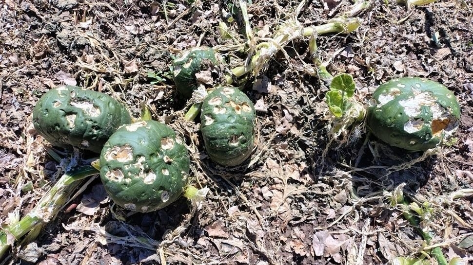 Granizo y tormentas: ya se registraron más de 25 denuncias de productores