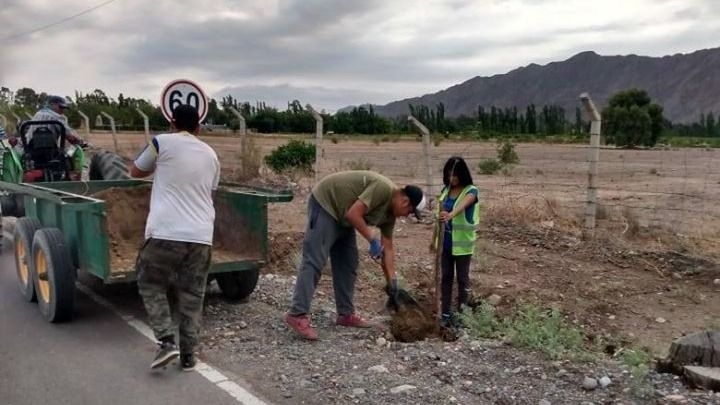 Esta vez, plantaron especies arbóreas más adecuadas para la zona 