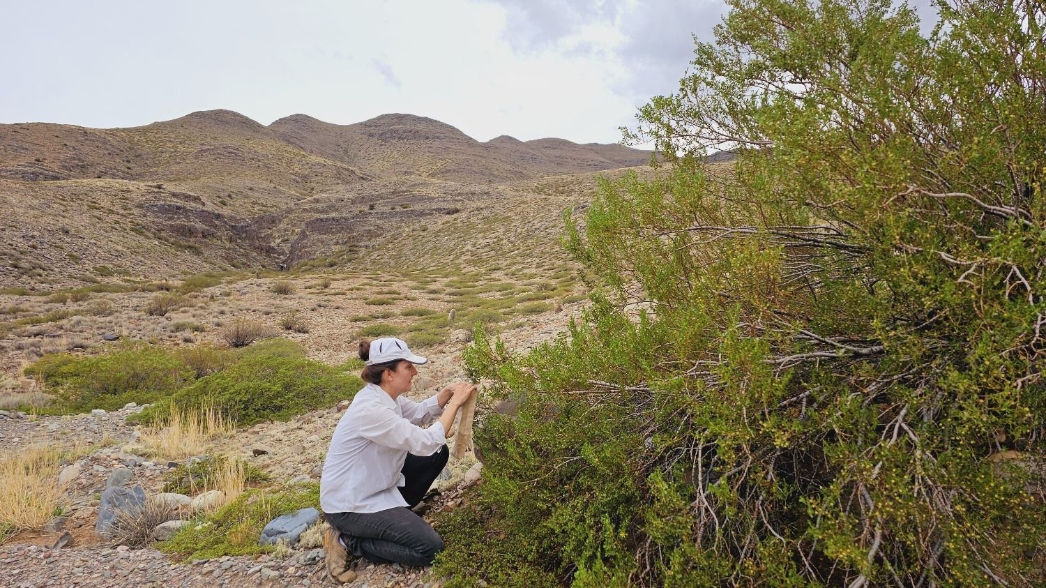 En San Juan continúan recolectando semillas de plantas nativas