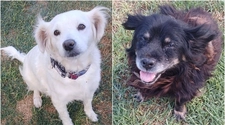 Perros violados en San Martín: no hay castigo con cárcel para el acusado
