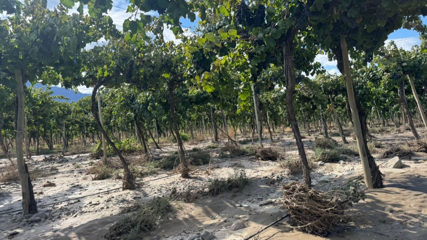 San Juan busca aliviar pérdidas de productores con créditos a tasa baja