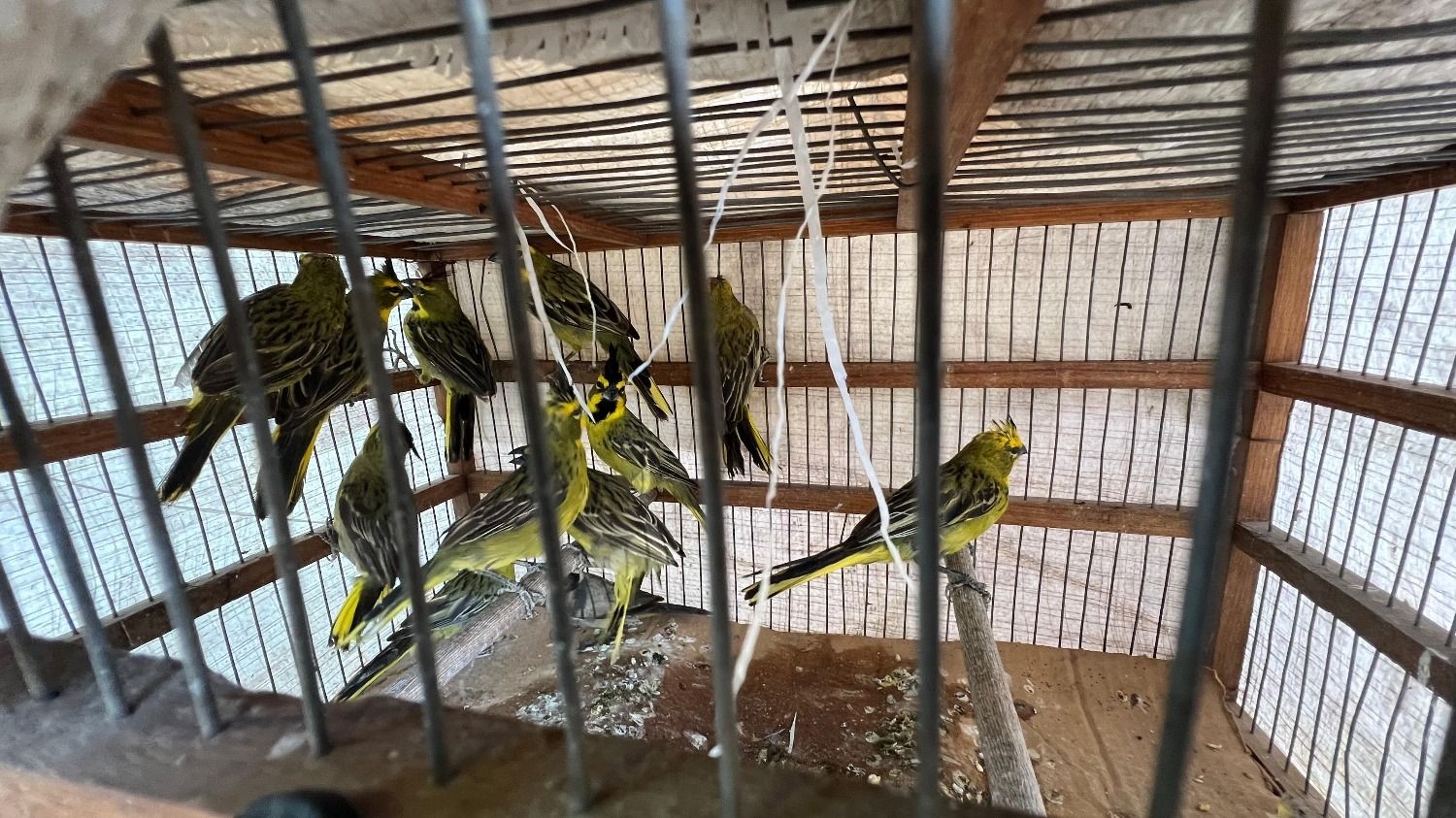 Golpe a la caza ilegal en Rawson: rescataron aves protegidas y armas
