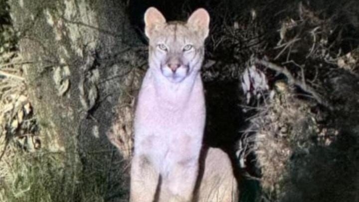 Alerta en Zonda por la aparición de un puma: intensifican operativos