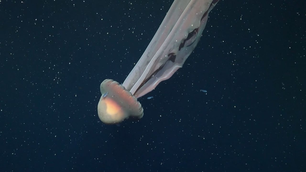 La medusa fantasma argentina que es furor en el fondo del mar