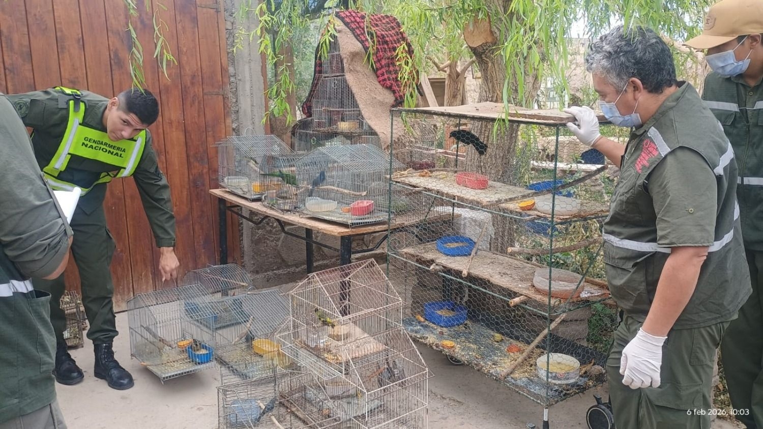 Rescatan 14 aves silvestres en Rodeo tras allanamiento ambiental