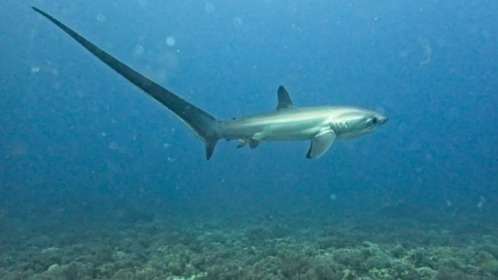 Peligro en Chile: un tiburón zorro de gran tamaño sorprendió en las playas de Coquimbo