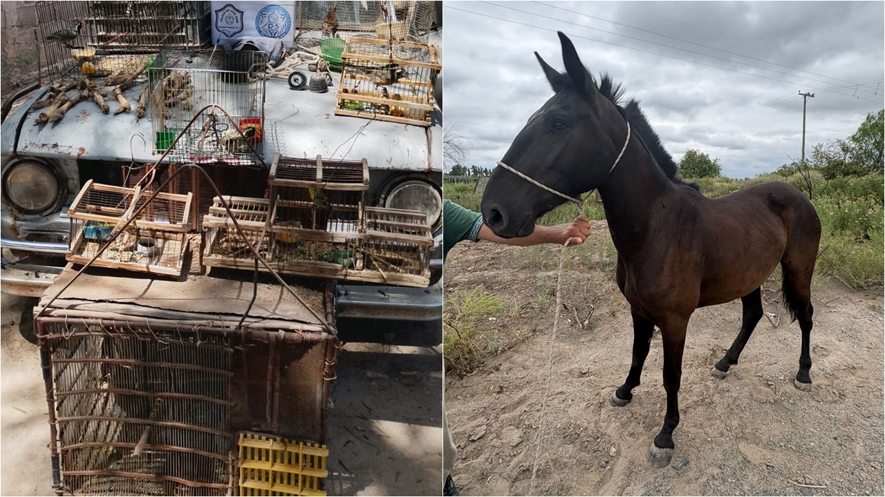 Recuperaron aves y un caballo robado: además había motos con pedido de secuestro