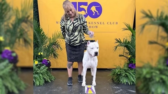 "Toky", el Dogo Argentino que conquistó Nueva York: la historia del campeón cordobés del Westminster