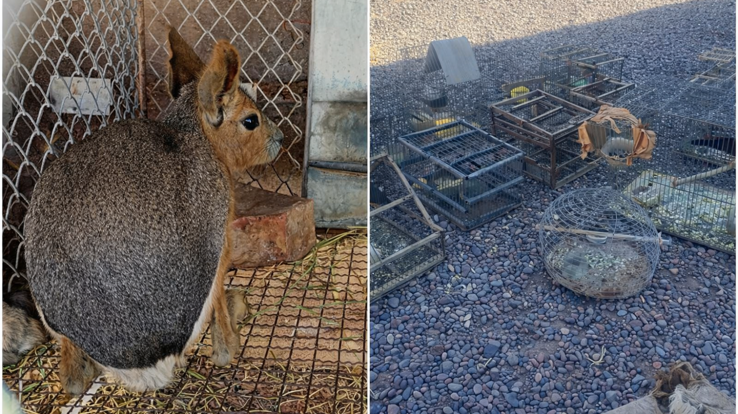 Rescataron a aves y a fauna ilegal tras un allanamiento en Bermejo 