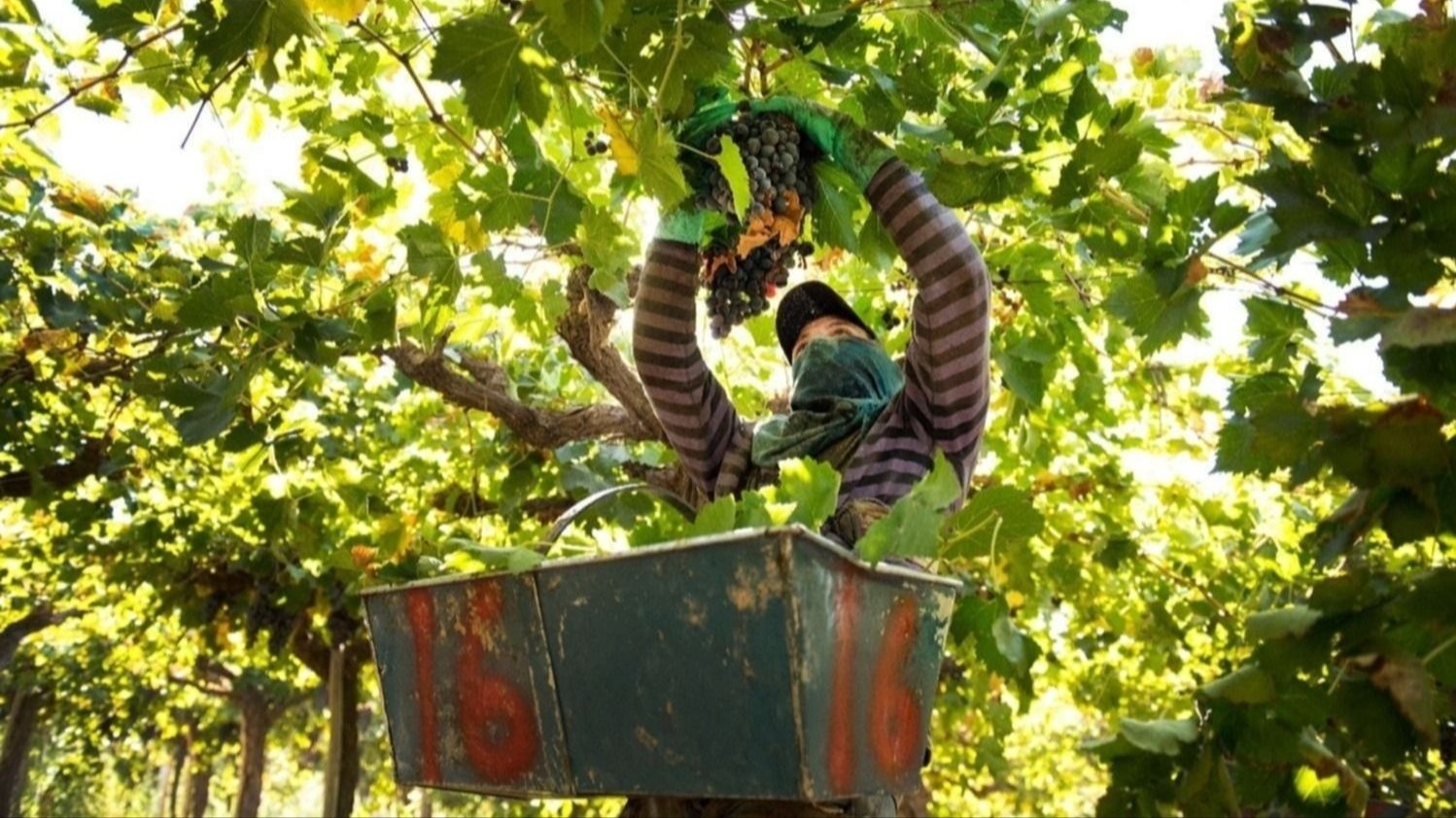 Incertidumbre por el precio de la uva: "La situación es extremadamente crítica"