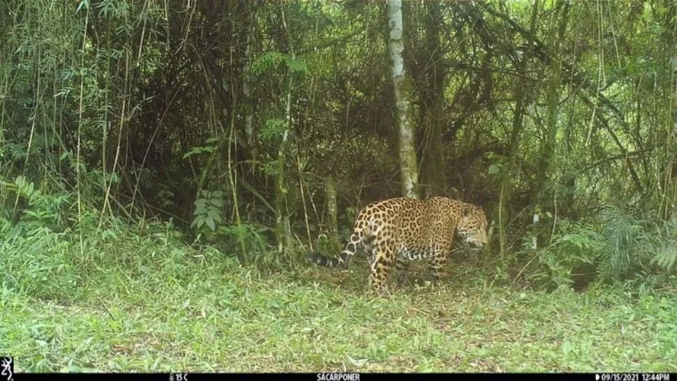 Alarma por dos cachorros de yaguareté perdidos: investigan el operativo