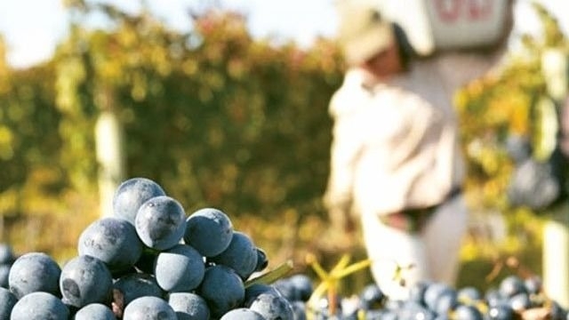 El Senasa autorizó a San Juan a empacar uva en fresco bajo el parral