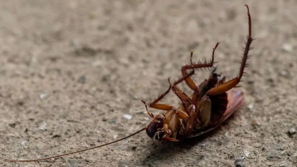 Truco casero para ahuyentar cucarachas sin usar aerosoles tóxicos