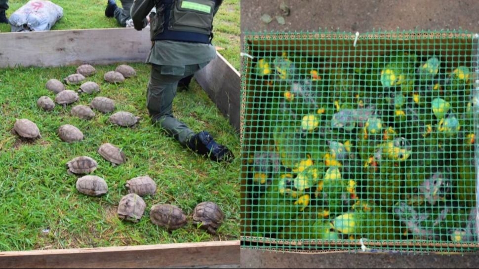 Rescatan más de 500 animales silvestres transportados en condiciones precarias