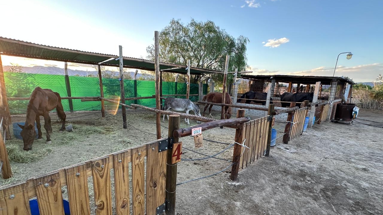 La ONG Rescate Equino ya tiene espacio propio para asistir animales maltratados
