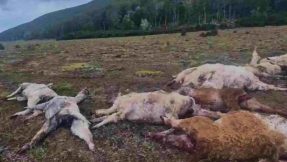 Una jauría mató 30 llamas en una chacra del extremo sur del país