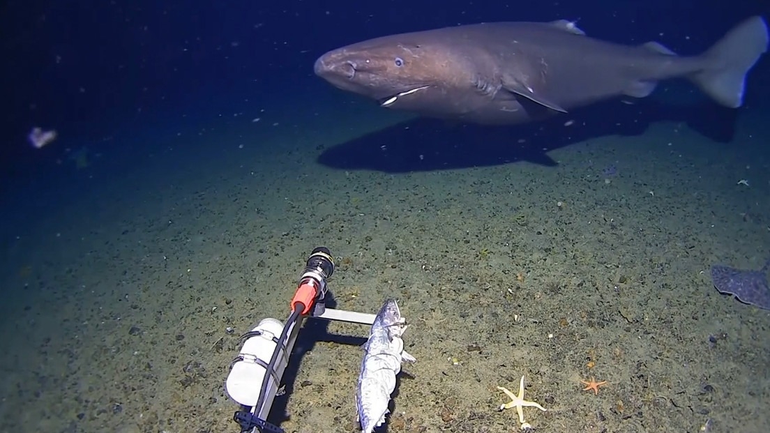 Histórico: registran un tiburón en las heladas aguas antárticas