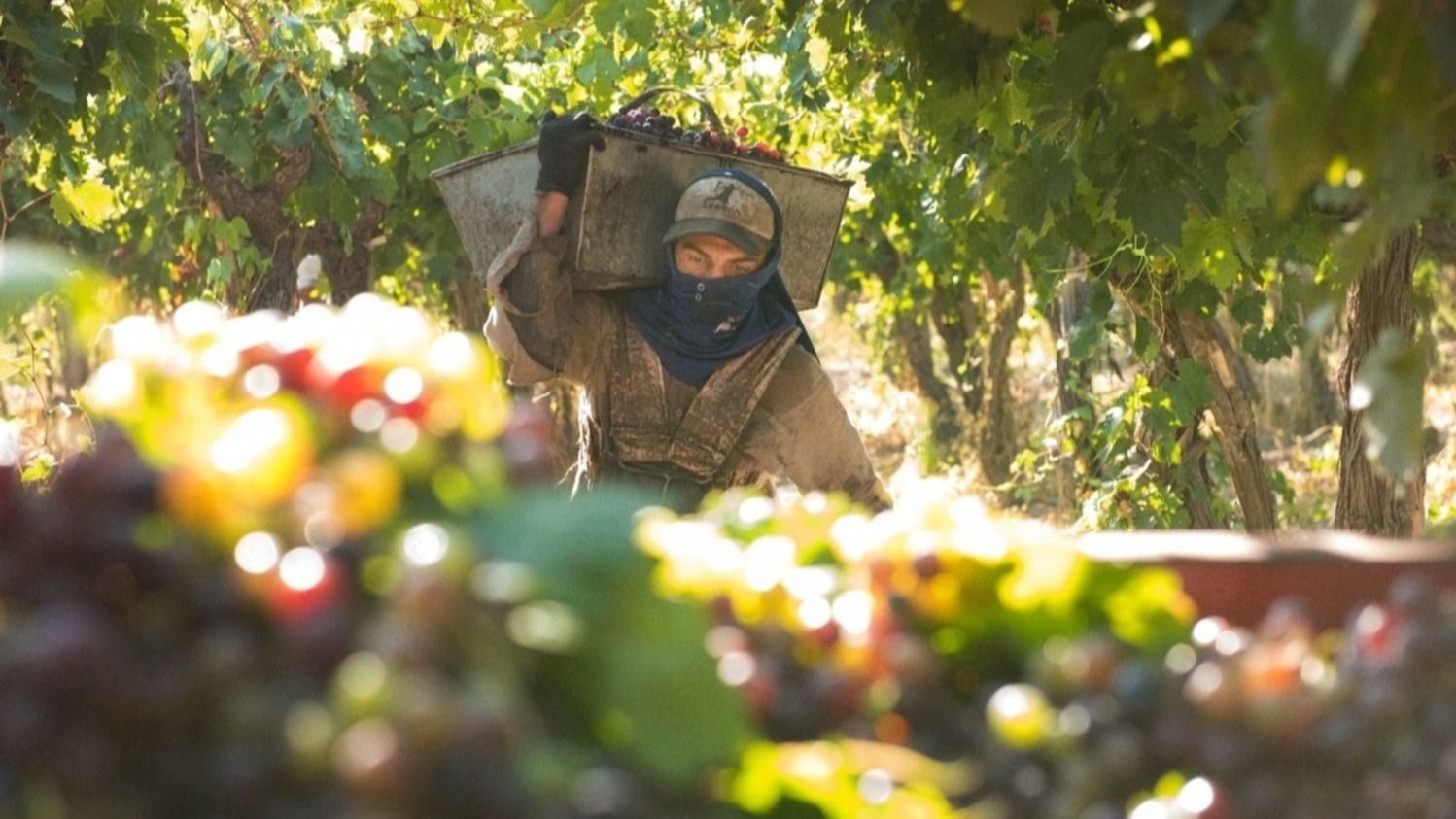 Amplían línea clave de financiamiento para cosecha, acarreo y elaboración