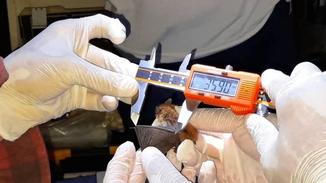 Cómo participar del paseo nocturno para observar murciélagos en San Juan