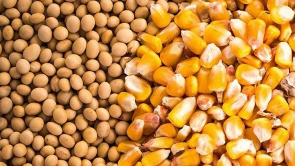  Lluvias mejoraron el estado de la soja y el maíz en el centro y norte agrícola