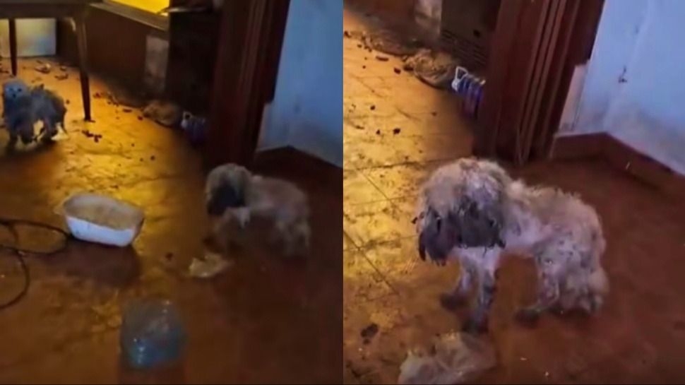 Rescataron a más de 20 perros en un criadero clandestino de La Plata