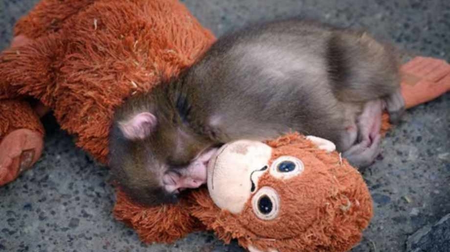Punch, el monito que encontró consuelo en un peluche tras ser abandonado por su mamá